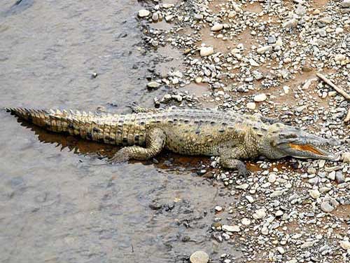 Крокодил выползает на берег