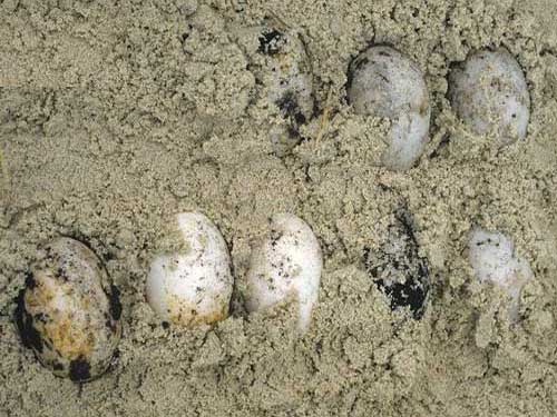 Яйца крокодила в песке