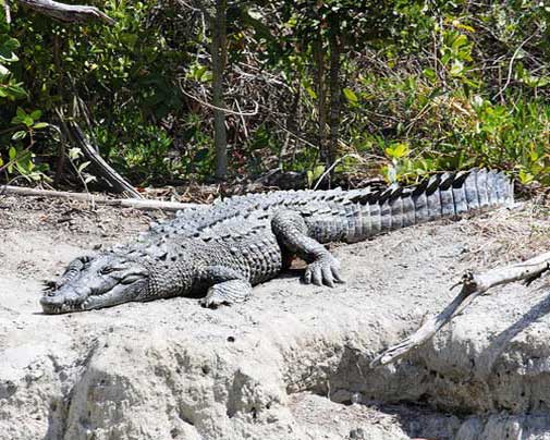 Крокодил лежит на песке возле зелёной чащи