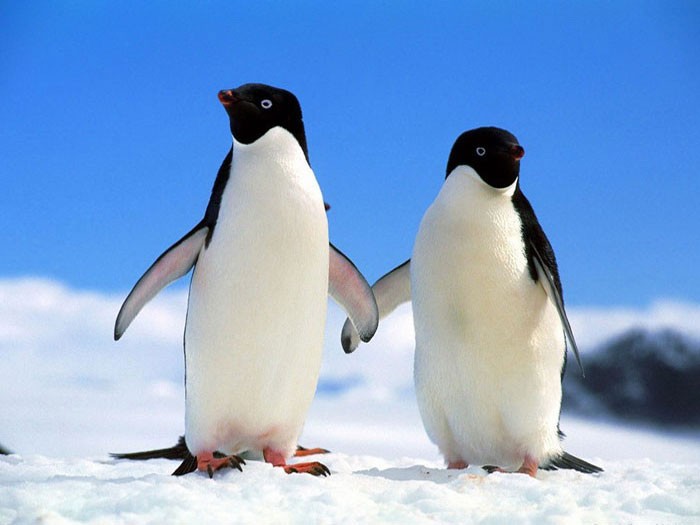 Пингвины Адели - внешний вид
