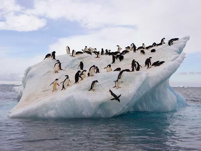 Пингвины Адели на льдине
