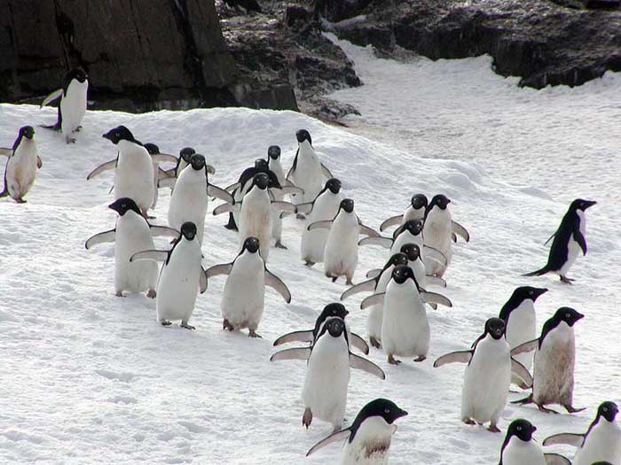 Пингвины Адели идут