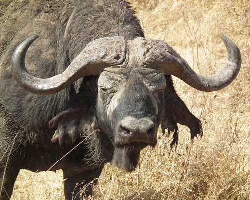 Рога африканского буйвола