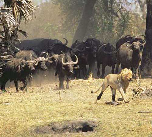 Африканские буйволы преследуют льва