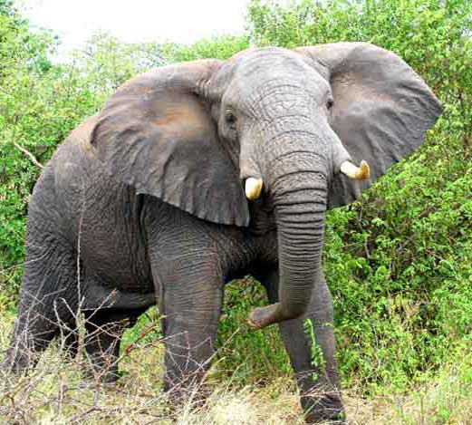 Внешний вид африканского слона