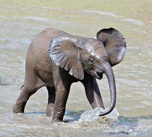 Слонёнок купается