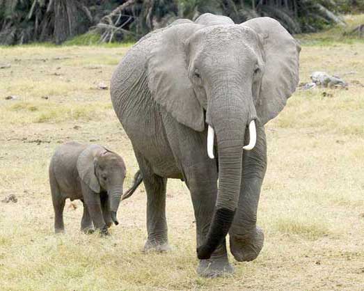 Слониха со слонёнком