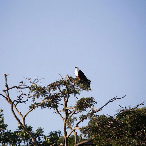 Орлан-крикун сидит на дереве