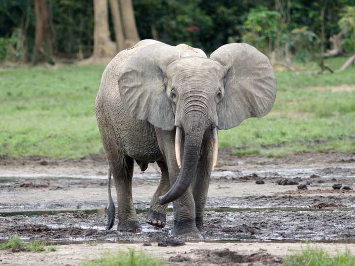 Лесной слон, описание, фото