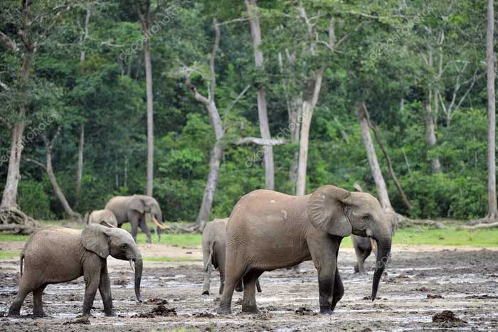 Группа лесных слонов