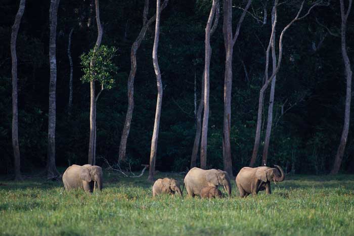 Лесные слоны возле леса