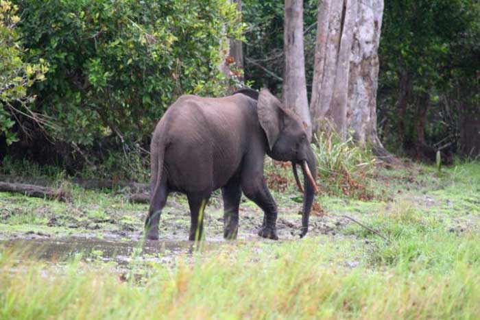 Лесной слон рядом с лесом