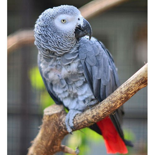 Попугай жако - внешний вид