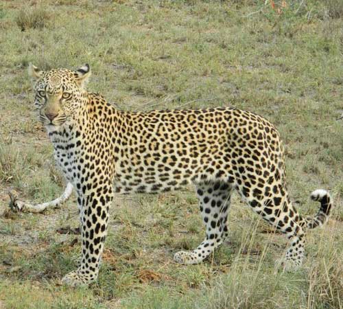 Внешний вид африканского леопарда