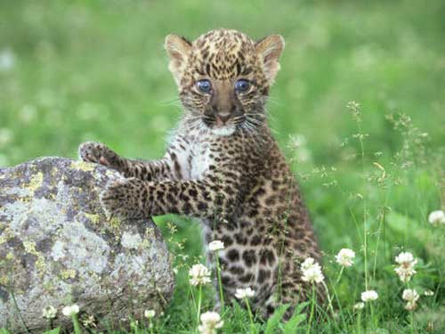 Детёныш африканского леопарда
