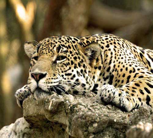 Африканский леопард отдыхает