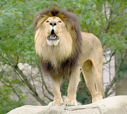 Африканский лев с открытой пастью