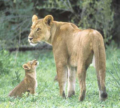 Львица стоит, детёныш сидит у её ног