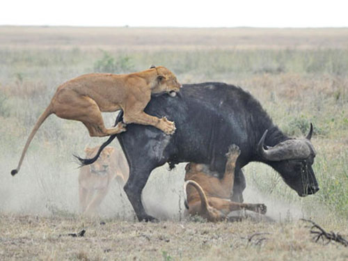 Львицы напали на африканского буйвола