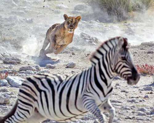 Львица преследует зебру
