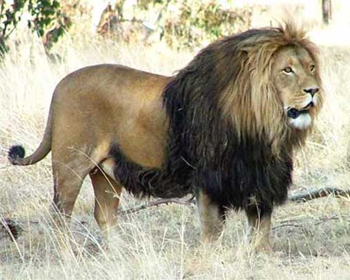 Африканский лев стоит