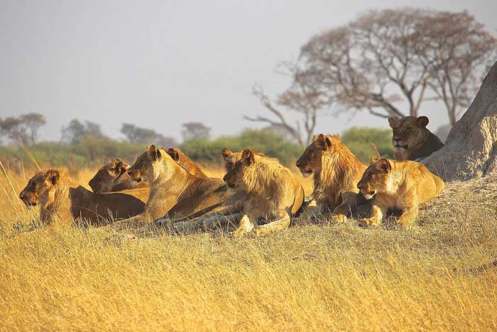Охота африканских львов