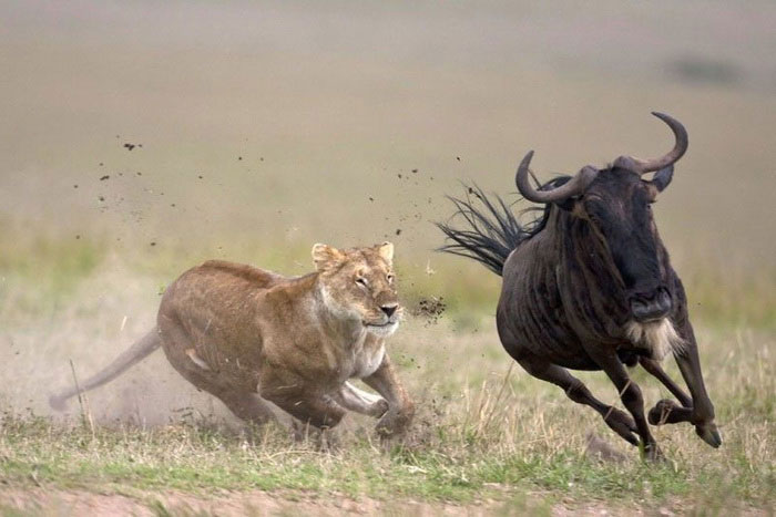 Антилопа-гну и львица