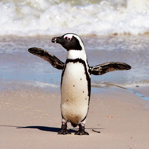 Очковый пингвин - внешний вид