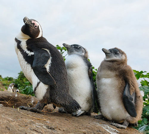 Взрослый пингвин с детёнышами