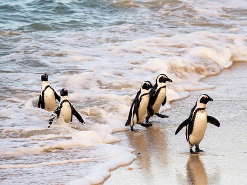 Очковые пингвины выходят из воды