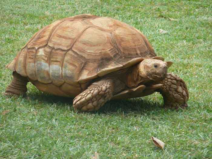 Шпороносная черепаха - внешний вид