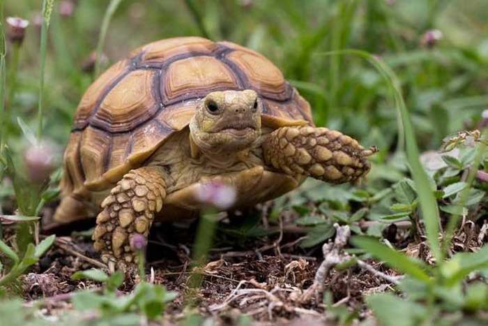 Шпороносная черепаха в траве