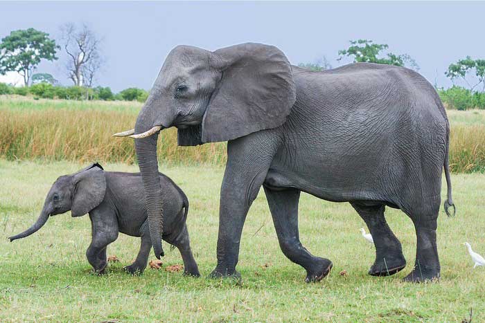 Взрослый слон и слонёнок