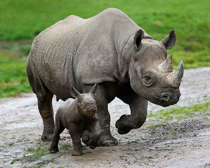 Взрослый носорог с детёнышем