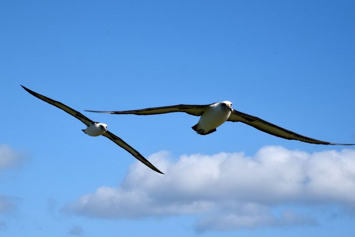 Два альбатроса в воздухе
