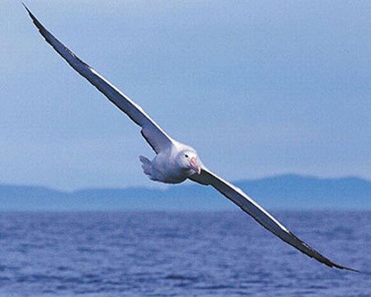 Альбатрос над морской волной