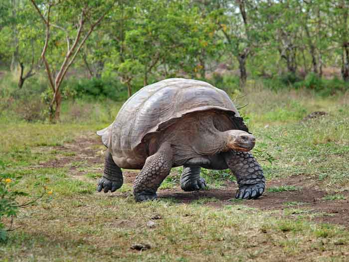 Гигантская черепаха - внешний вид