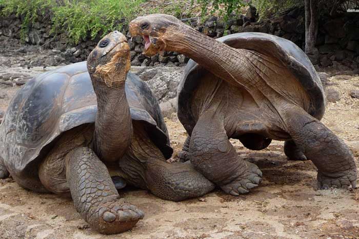 Две гигантские черепахи