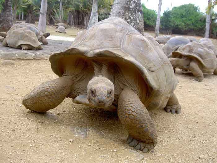 Группа гигантских черепах