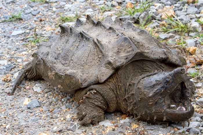 Грифовая черепаха, описание, фото