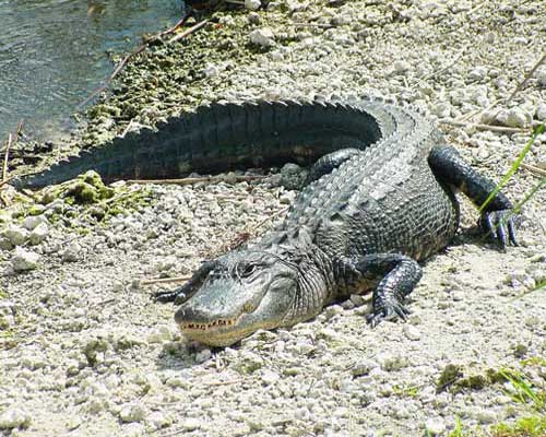 Аллигатор, чем крокодил отличается от аллигатора, фотографии