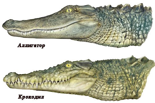 Изображения аллигатора и крокодила