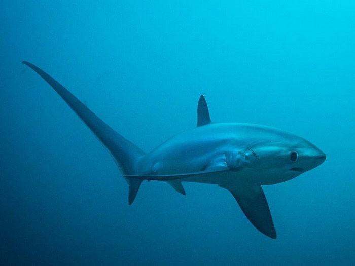 Лисья акула, описание, фото
