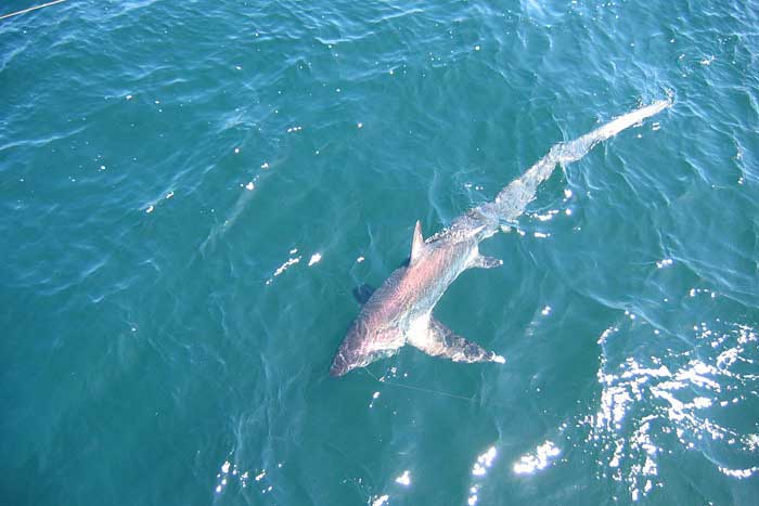 Лисья акула в воде