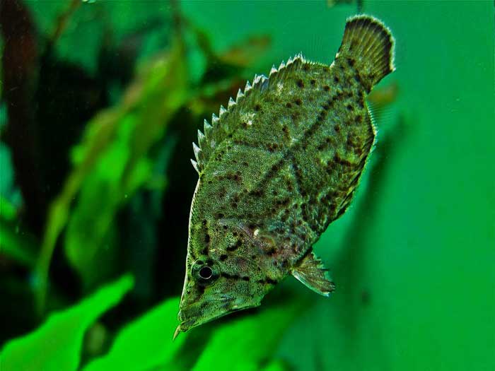 Рыба-лист - внешний вид