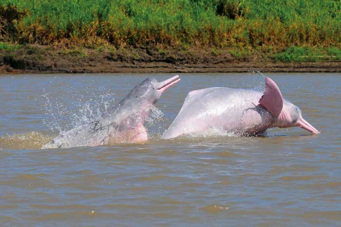 Амазонские дельфины в воде