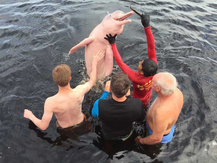 Амазонский дельфин среди людей