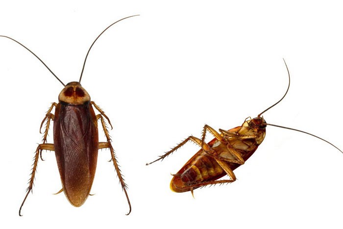 Американский таракан, описание, фото