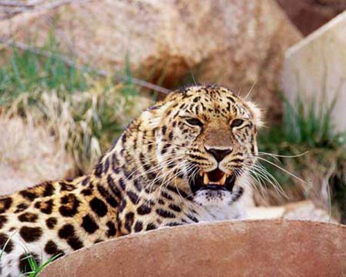 Дальневосточный леопард, фото