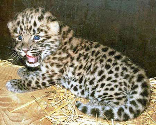 Детёныш леопарда